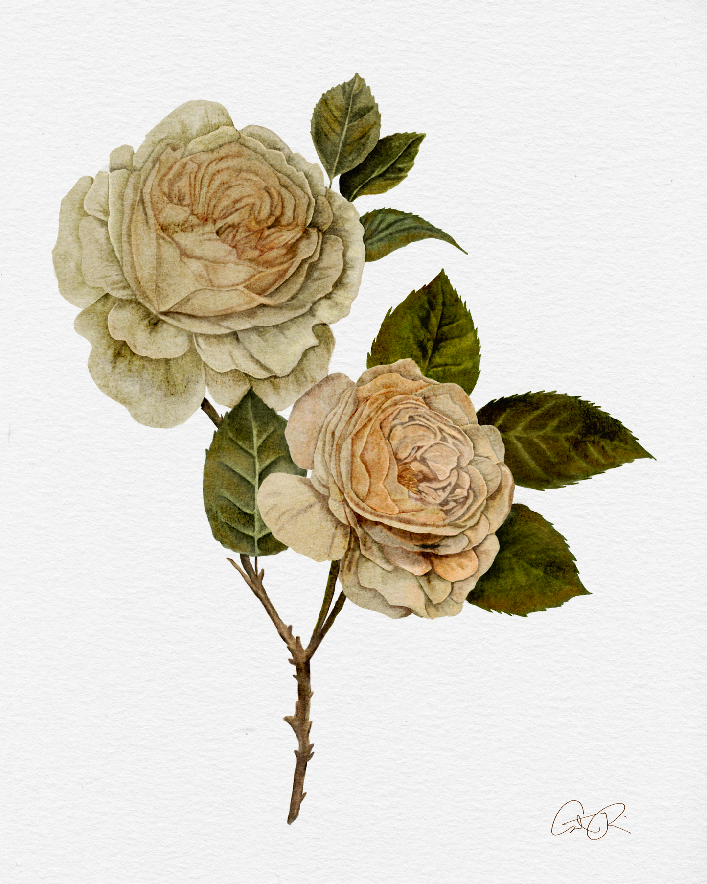 Vintage Rose Print